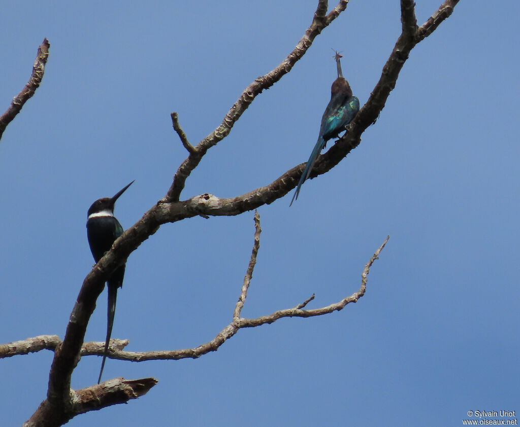 Jacamar à longue queueadulte