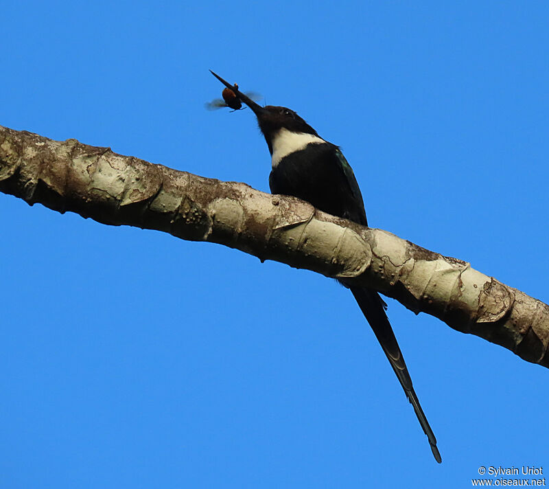 Jacamar à longue queueadulte