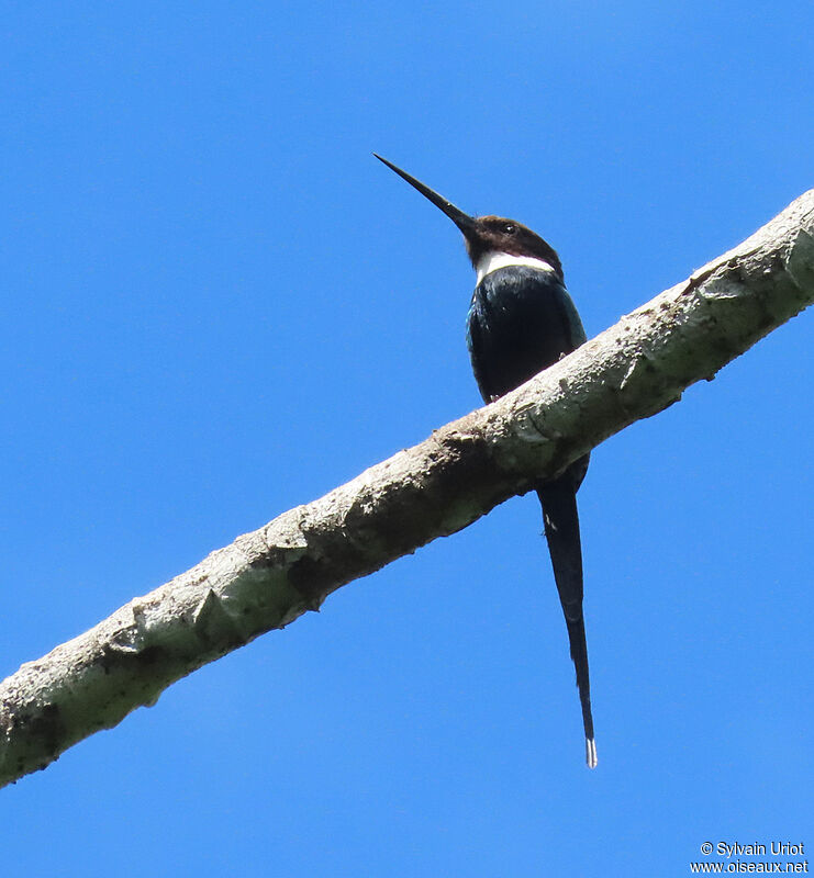 Jacamar à longue queueadulte