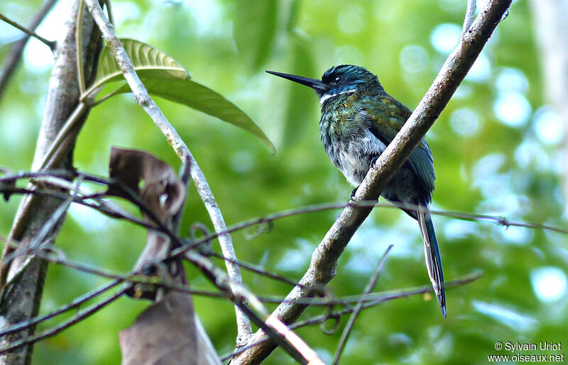 Jacamar à ventre blancadulte