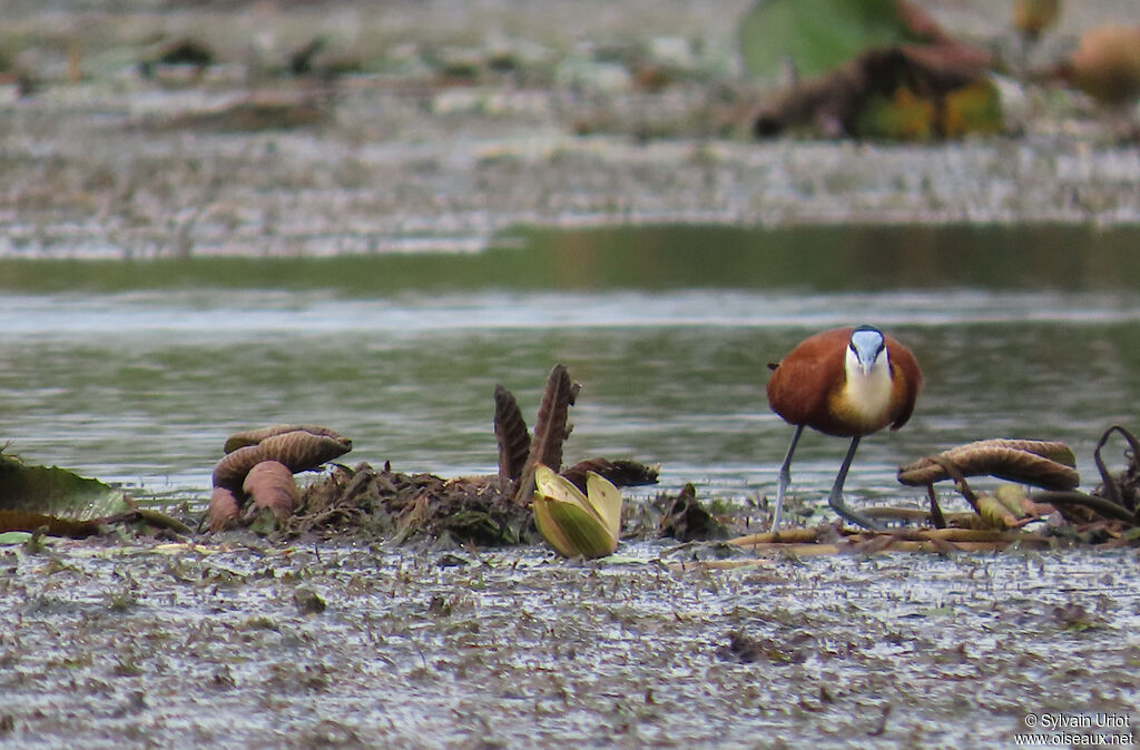 Jacana à poitrine doréeadulte