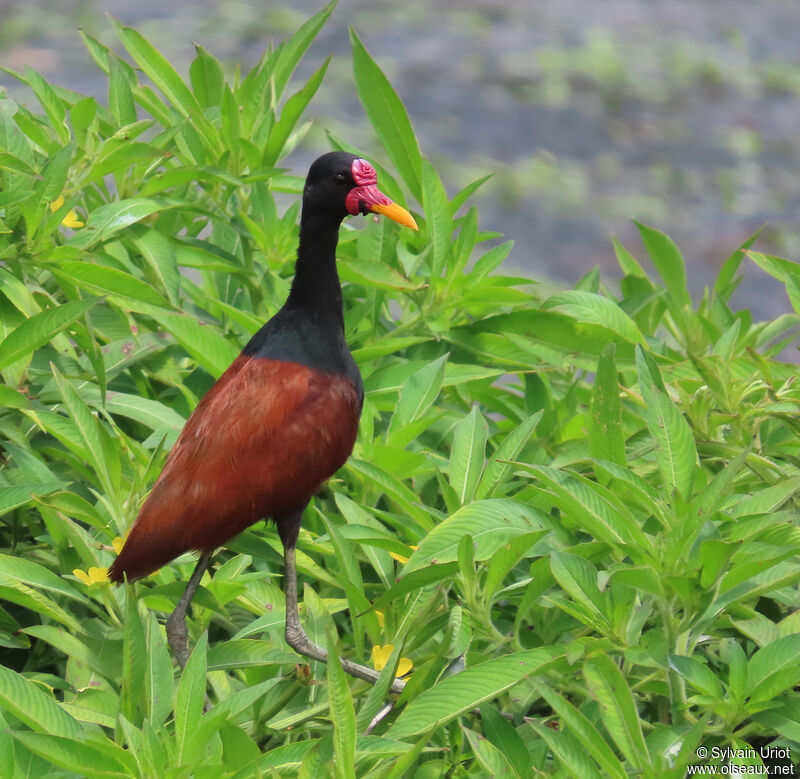 Wattled Jacanaadult