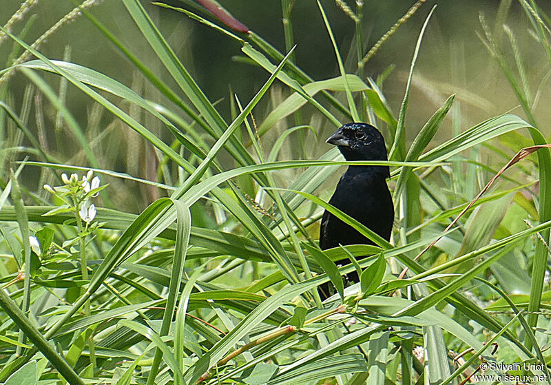 Blue-black Grassquit male adult