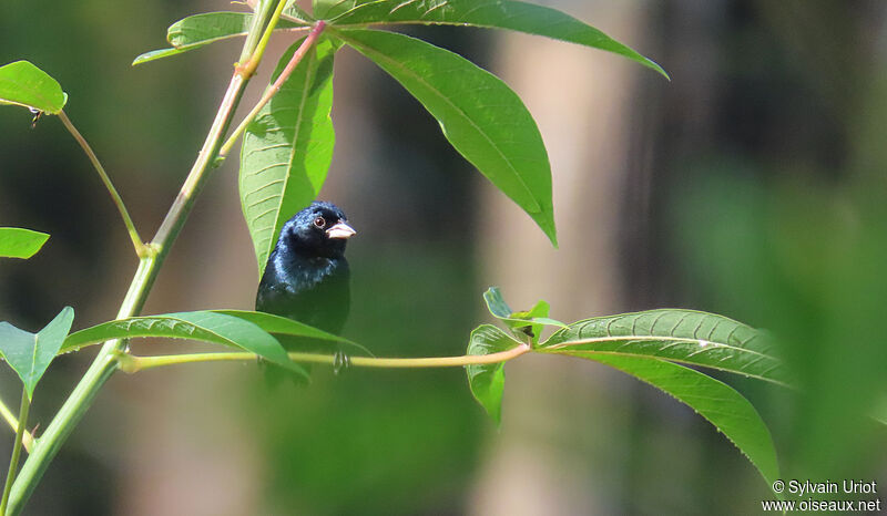 Blue-black Grassquit male adult