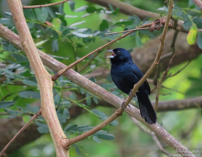 Jacarini noir mâle adulte