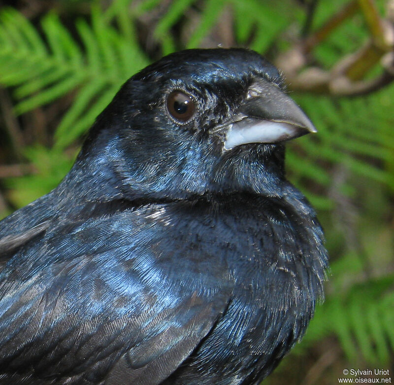 Jacarini noir mâle adulte