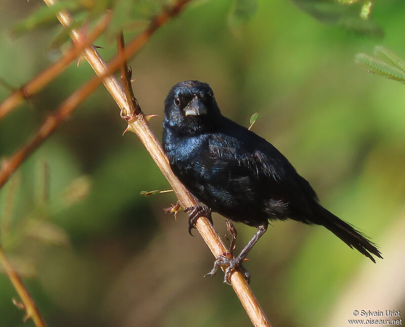 Blue-black Grassquit male adult