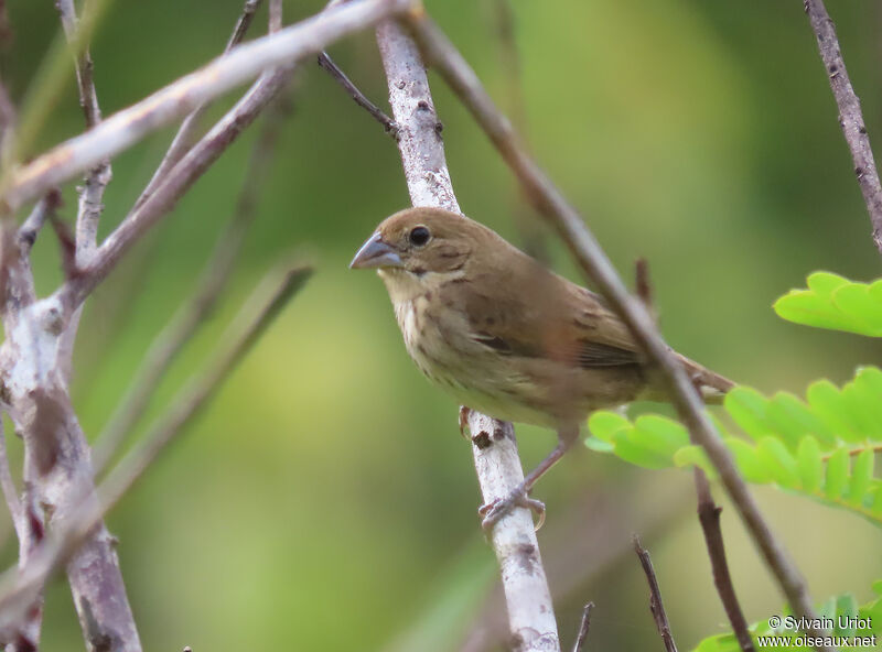 Blue-black Grassquit female adult