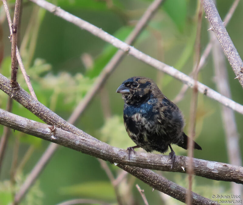 Blue-black Grassquit male adult post breeding