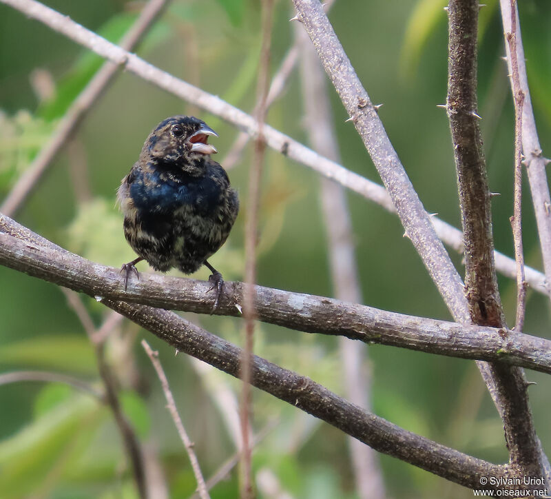 Blue-black Grassquit male adult post breeding