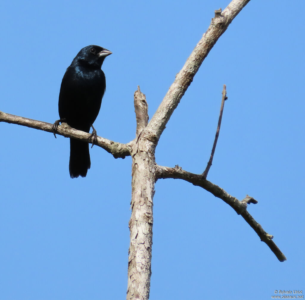 Jacarini noir mâle adulte