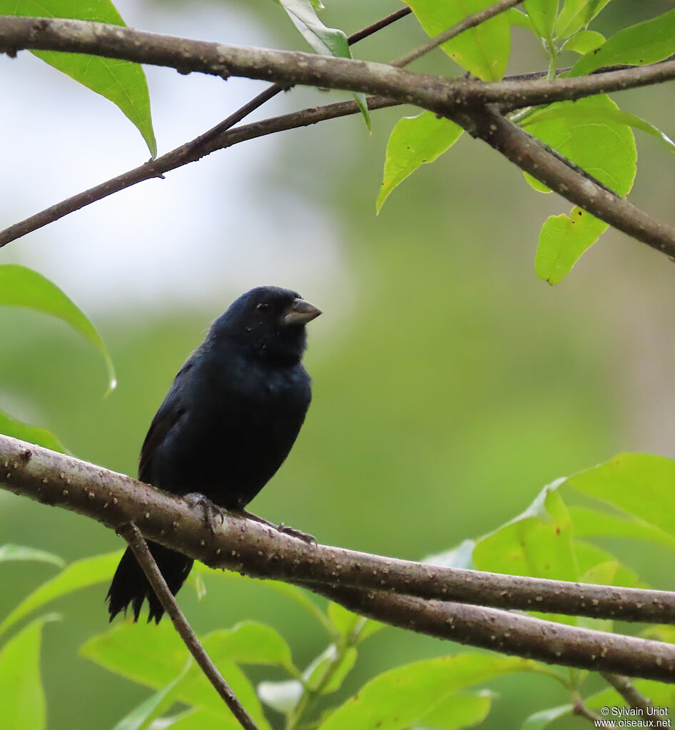 Jacarini noir mâle adulte