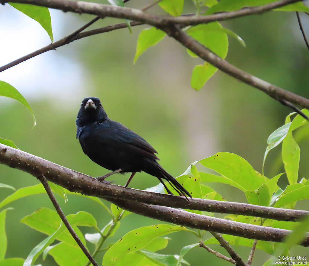 Jacarini noir mâle adulte