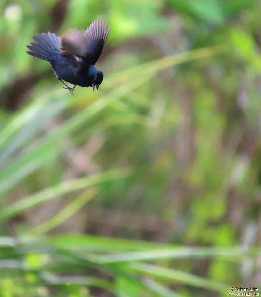 Jacarini noir mâle adulte, parade