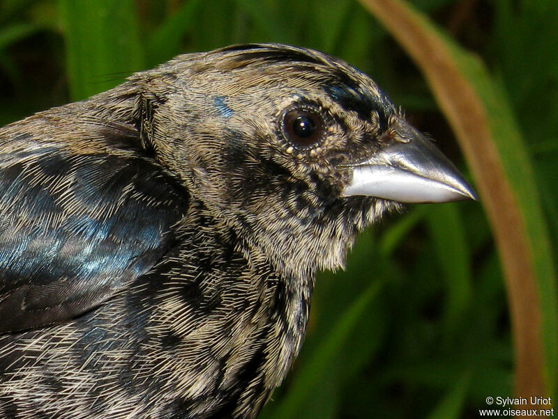 Blue-black Grassquitadult post breeding