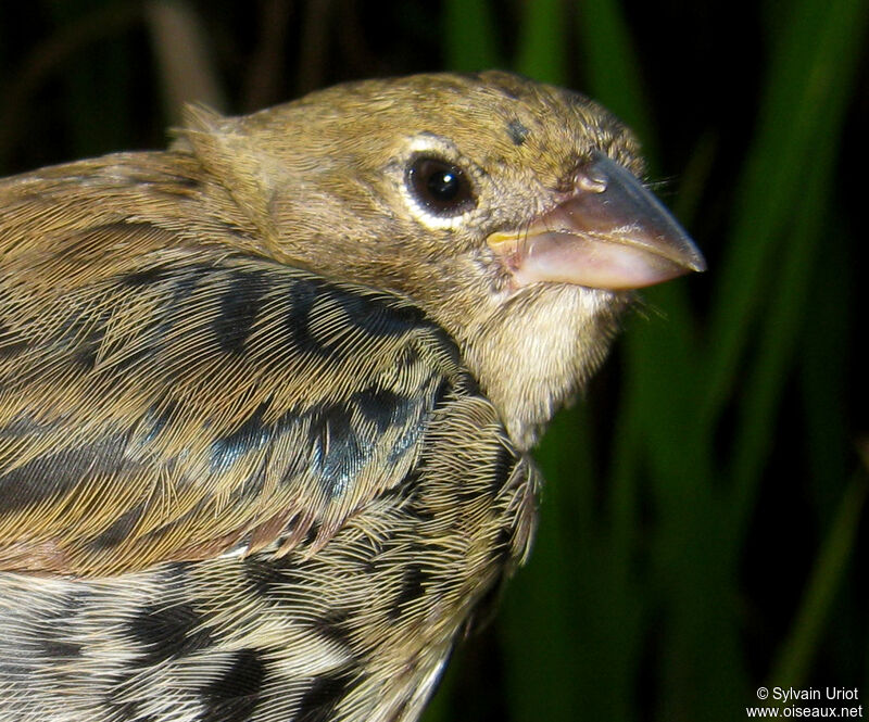 Blue-black Grassquit male immature