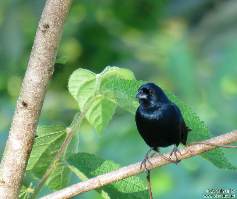 Jacarini noir mâle adulte