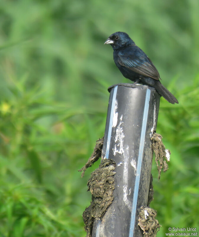 Blue-black Grassquit male adult