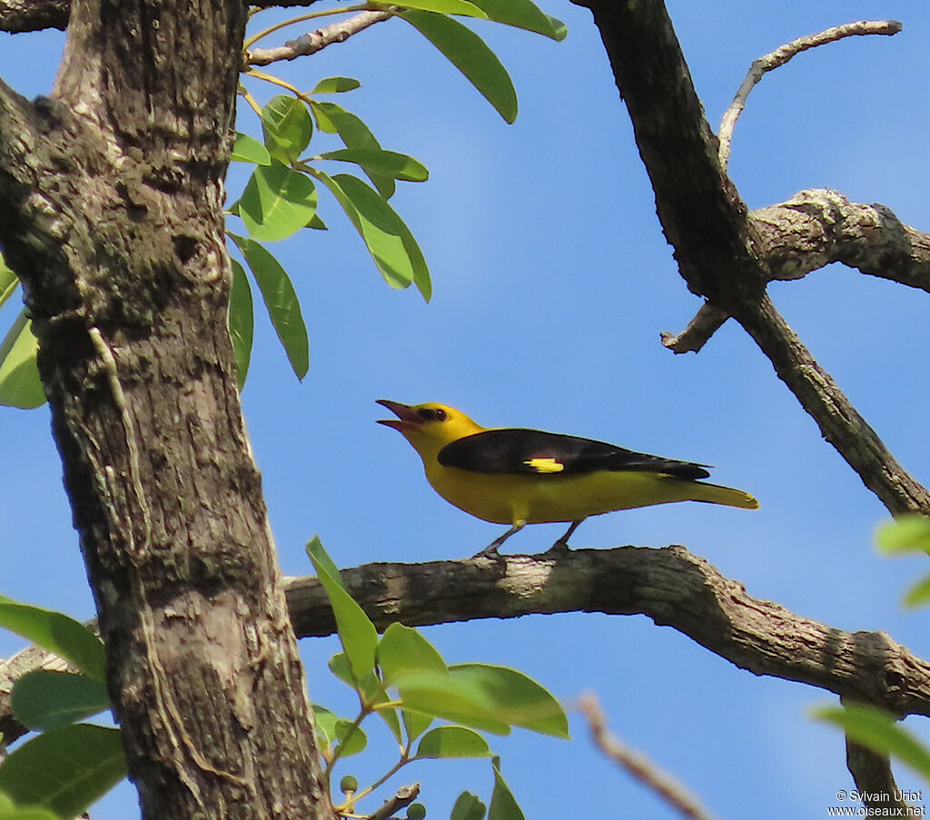 Eurasian Golden Oriole male adult