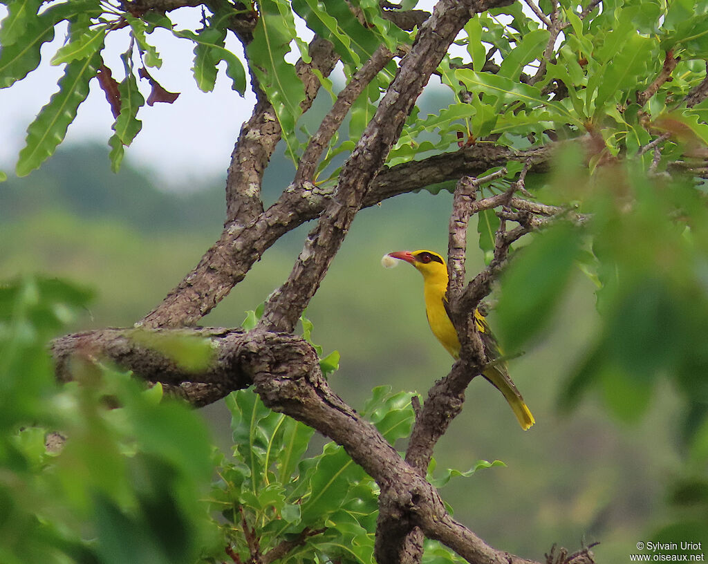 African Golden Orioleadult