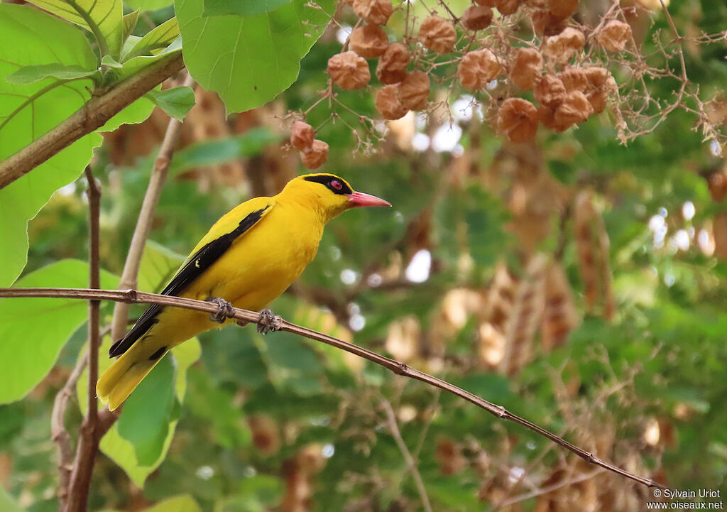 African Golden Orioleadult