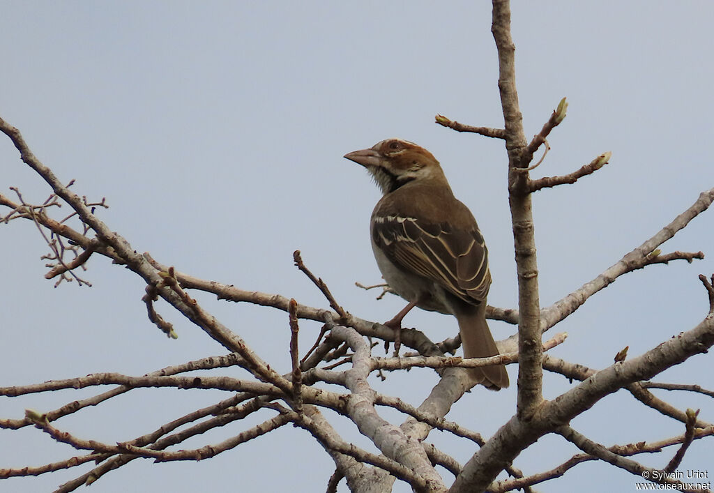 Chestnut-crowned Sparrow-Weaveradult