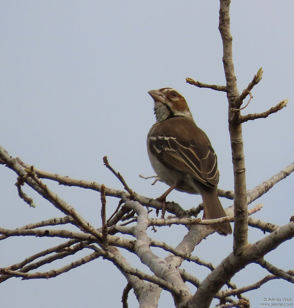Chestnut-crowned Sparrow-Weaveradult