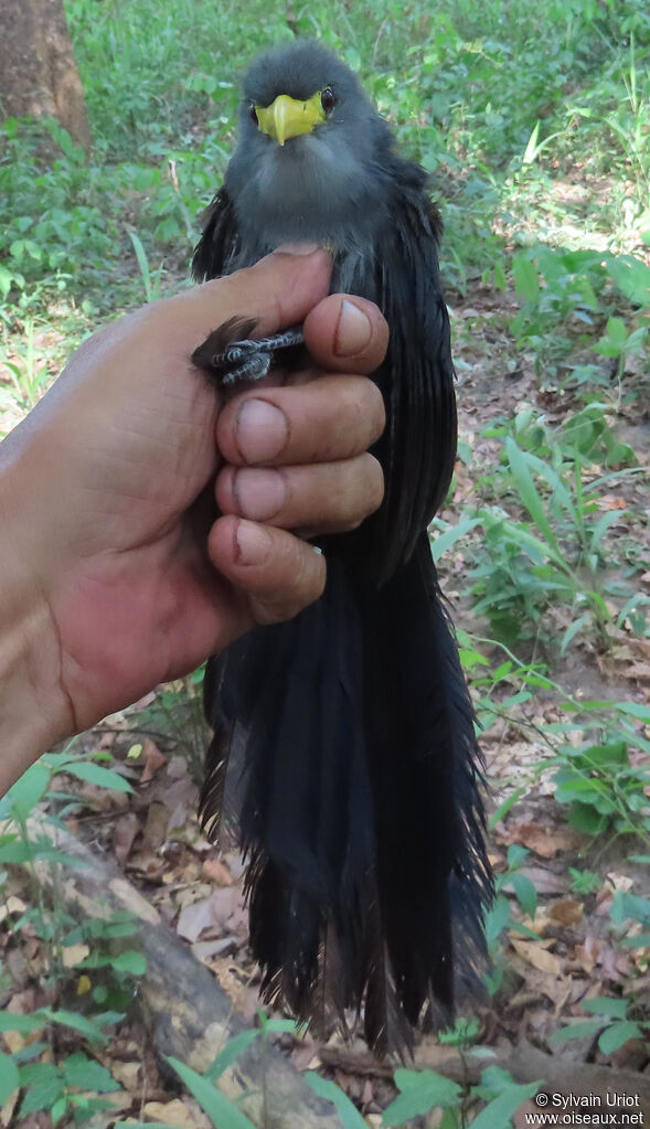 Blue Malkohaadult
