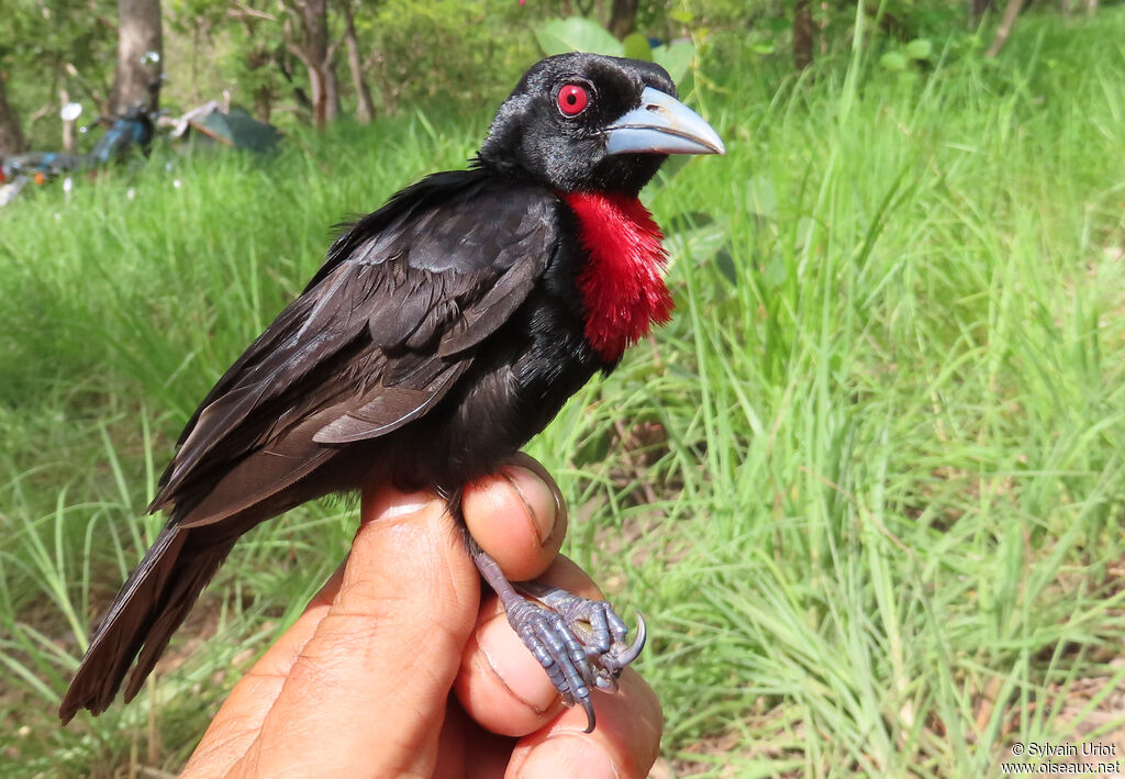 Blue-billed Malimbeadult