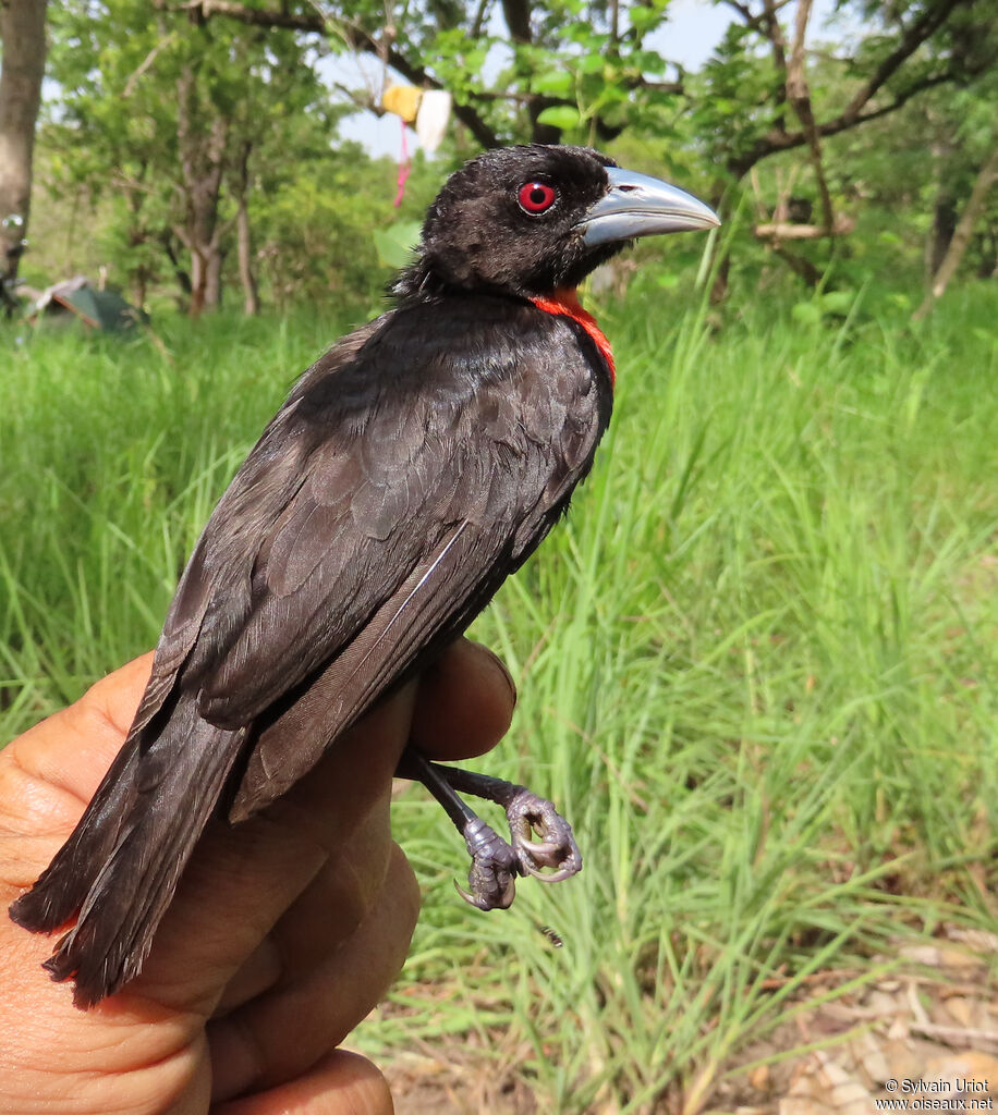 Blue-billed Malimbeadult