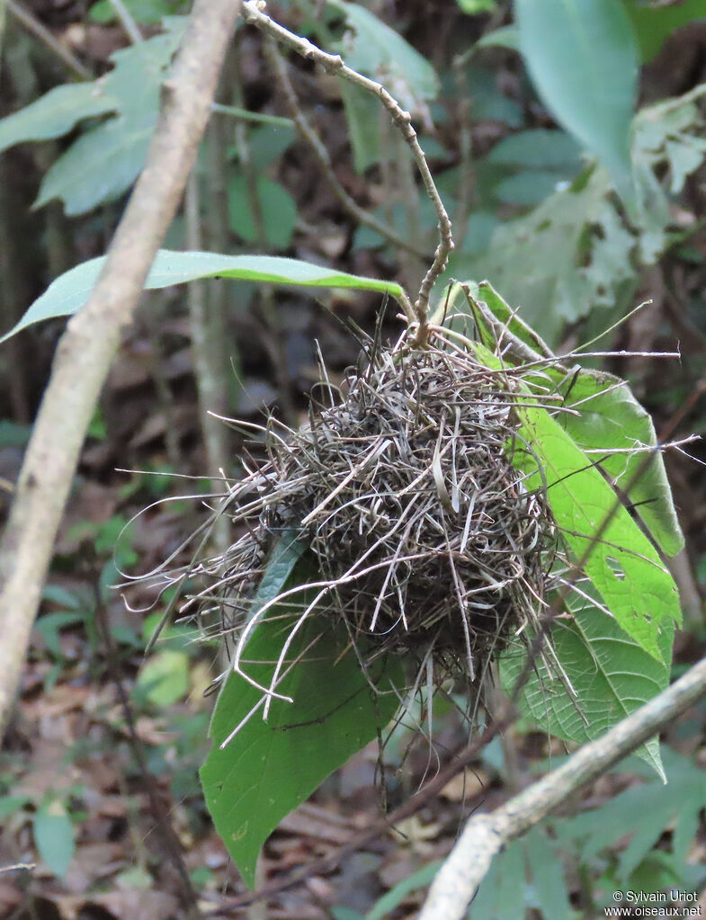 Malimbe à bec bleu, habitat