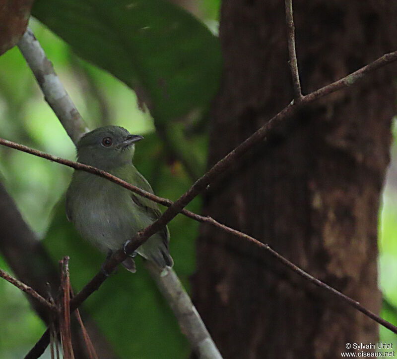 White-crowned Manakin female adult