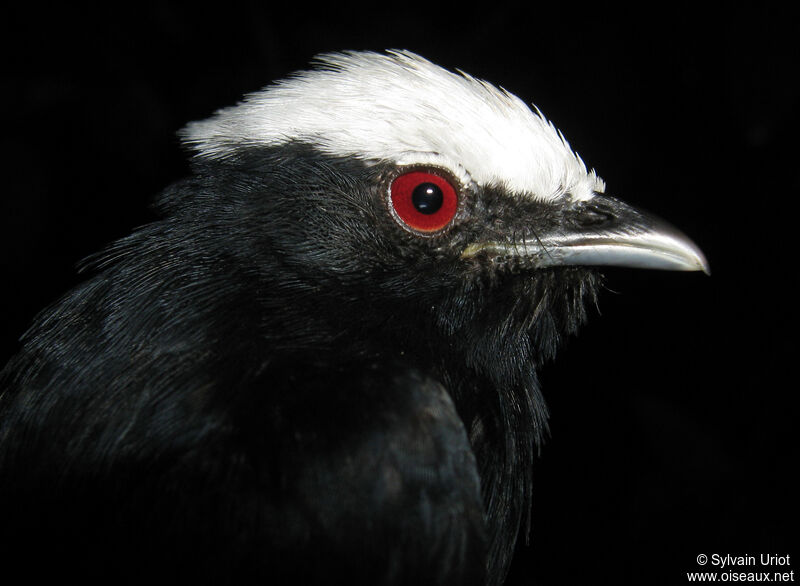 White-crowned Manakin male adult