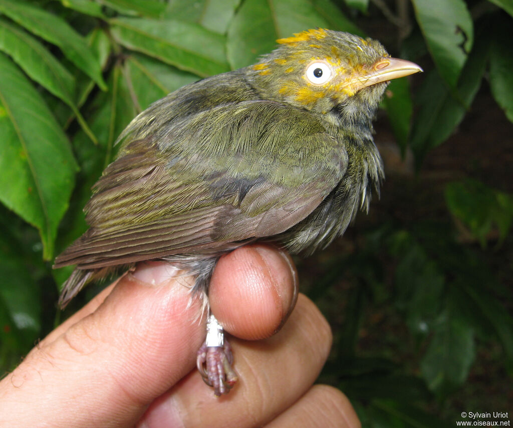 Manakin à tête d'or3ème année
