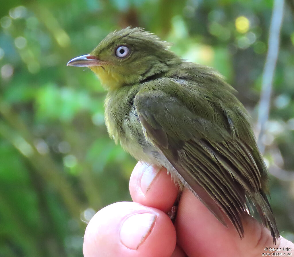 Manakin auréole femelle adulte