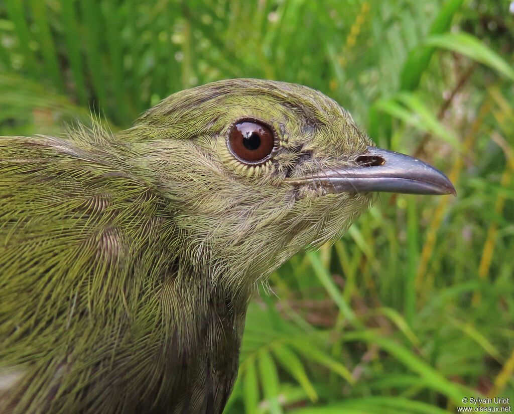 Manakin casse-noisette femelle adulte