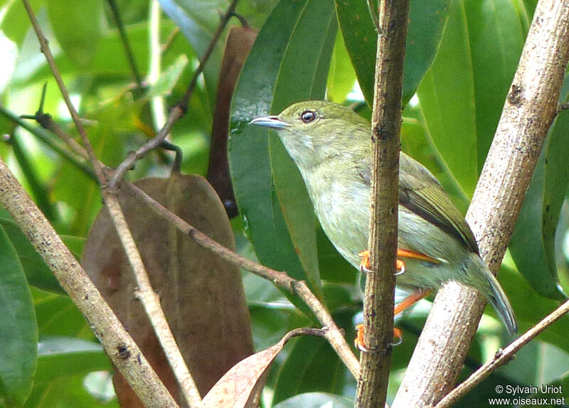 White-bearded Manakin female adult