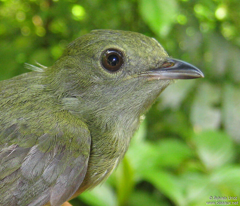 White-bearded Manakin female adult