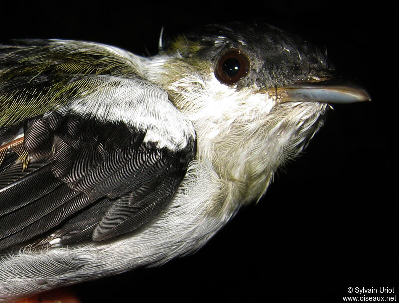 White-bearded Manakin male Third  year