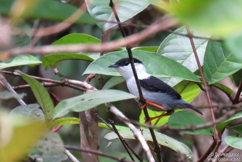 White-bearded Manakin male adult