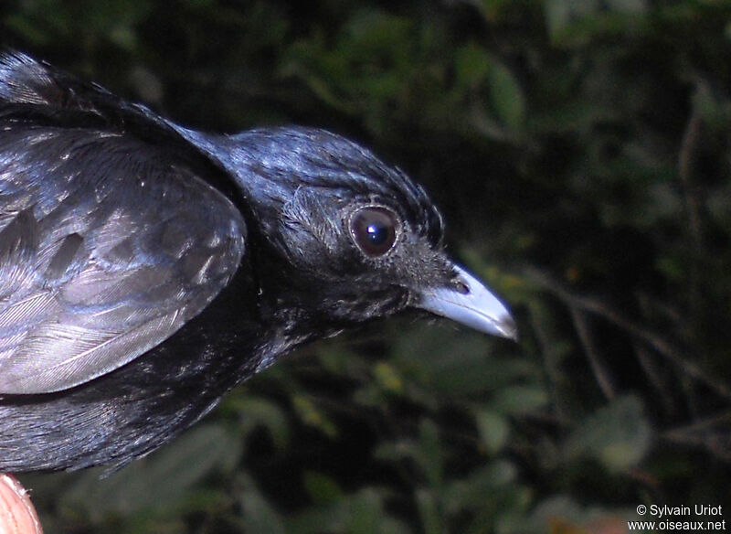 Manakin noir mâle adulte