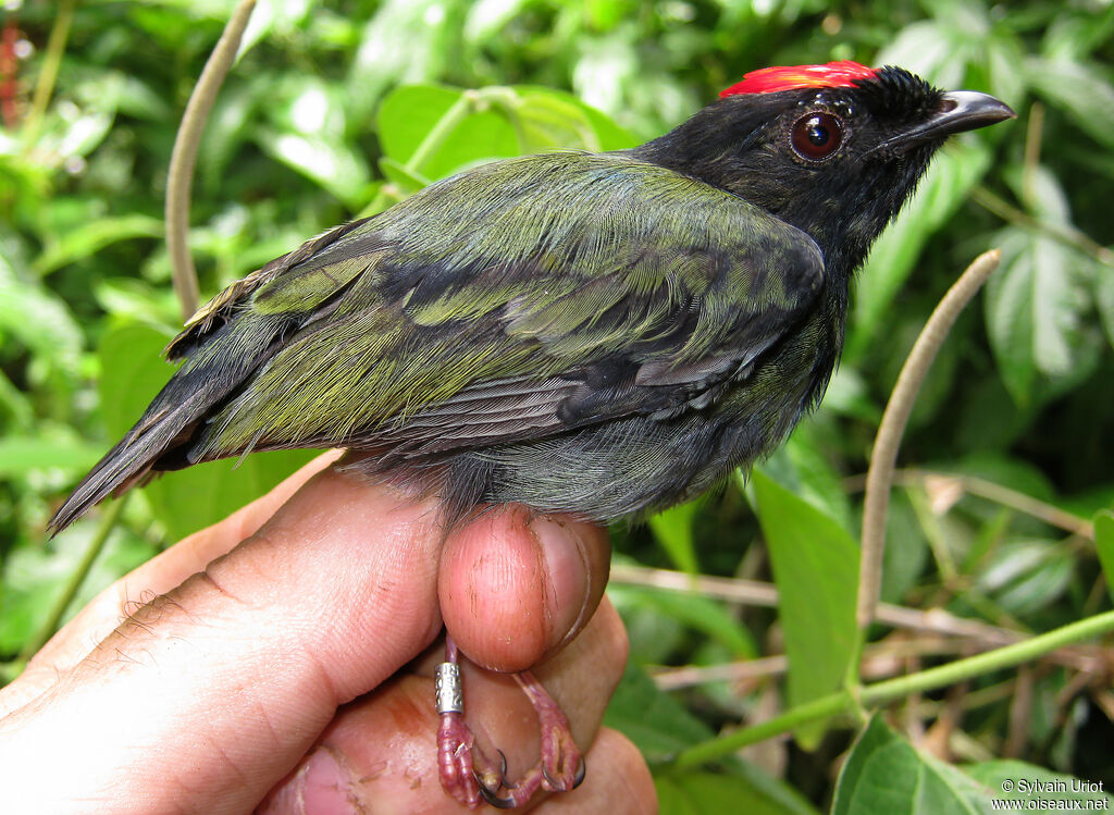 Blue-backed Manakin