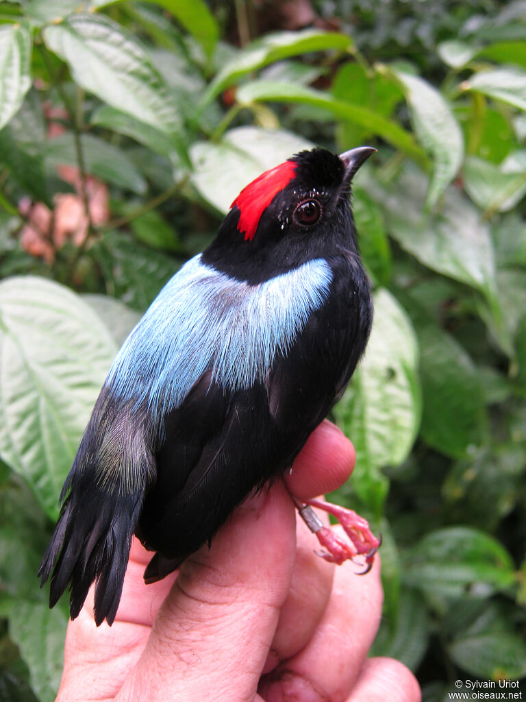 Blue-backed Manakin