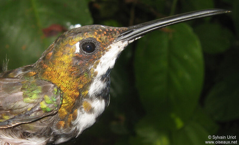 Black-throated Mango female adult