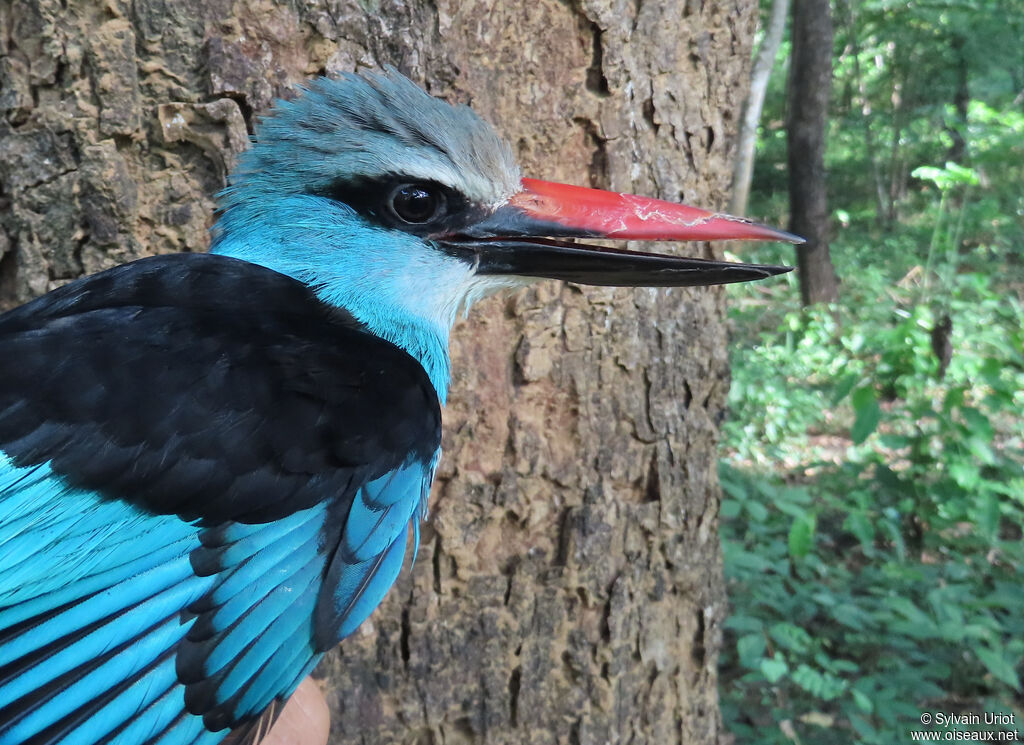 Blue-breasted Kingfisheradult