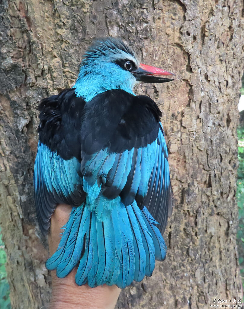 Blue-breasted Kingfisheradult