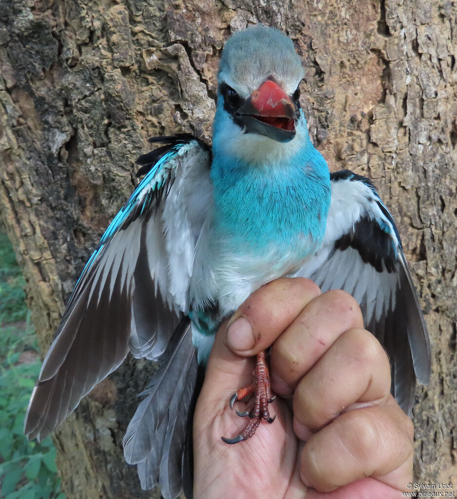 Blue-breasted Kingfisheradult