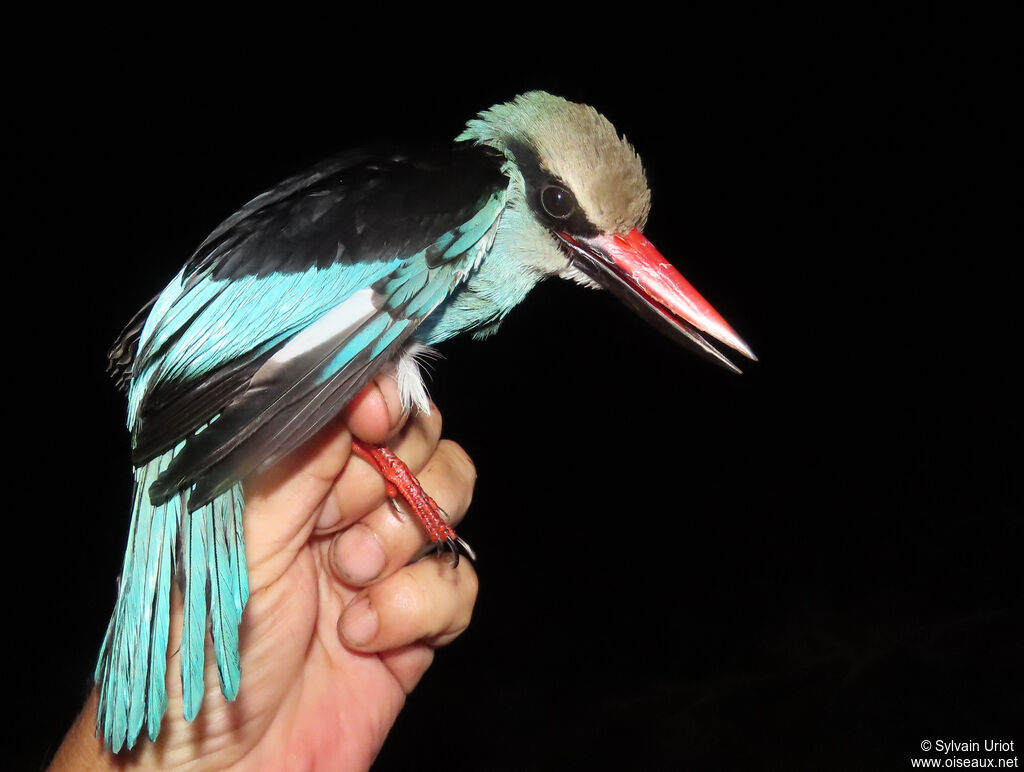 Blue-breasted Kingfisheradult