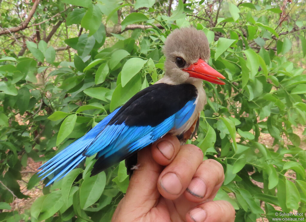 Grey-headed Kingfisheradult