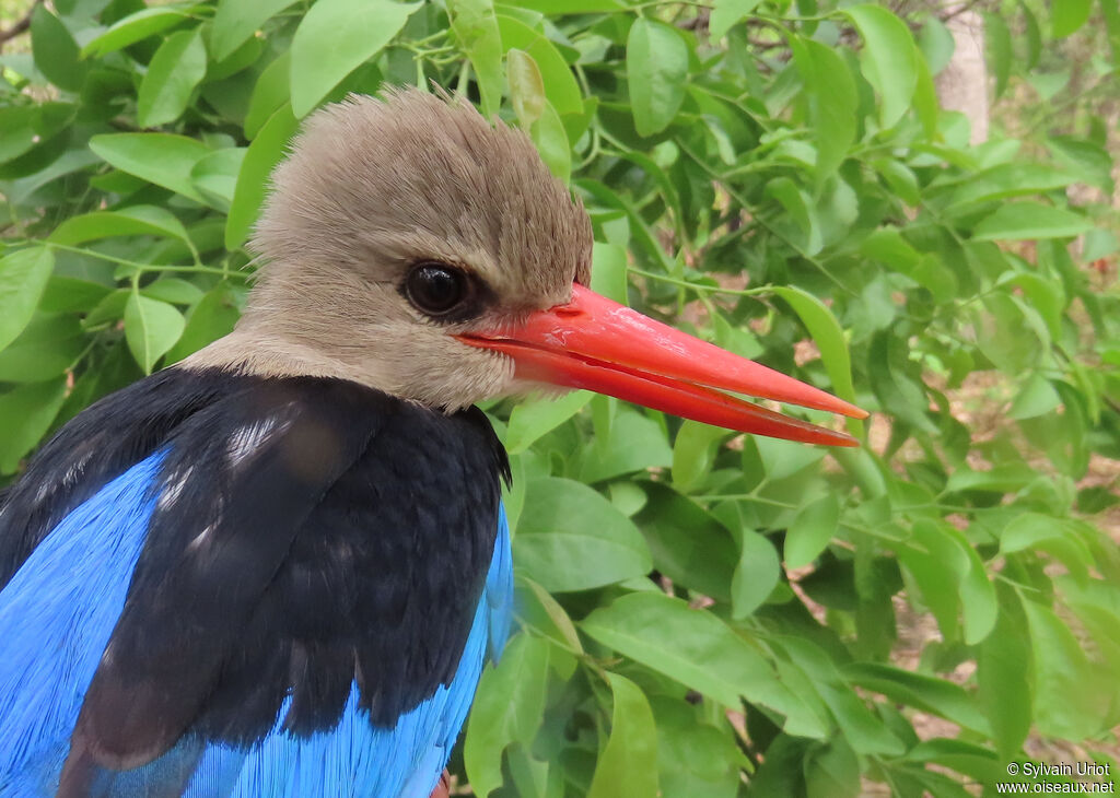 Grey-headed Kingfisheradult